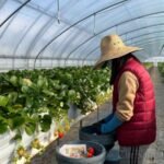 Farm Worker Jobs in Italy for Non-Citizens