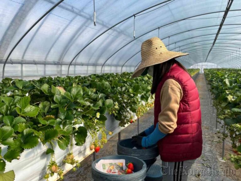 Farm Worker Jobs in Italy for Non-Citizens