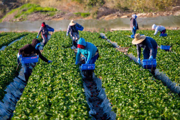 Farm Worker Jobs in Canada: for South Asian Countries